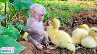 Baby monkey helps dad take care of ducks