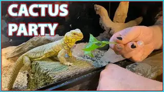 My Animals Eat Cactus! Fun Addition to a Reptiles Diet!