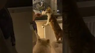 Моя семья! Дворянин любит Стюарта)
