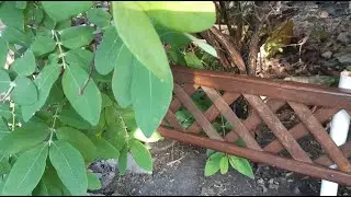 Декоративный заборчик своими руками