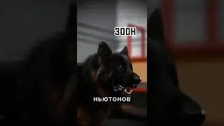 Топ собак с самыми мощными челюстями 