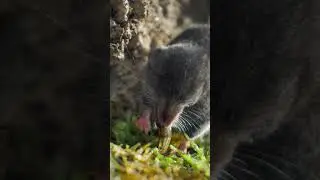 Water shrews are the cheetahs of the wetlands. #naturepbs #wildlife #watershrew #animals