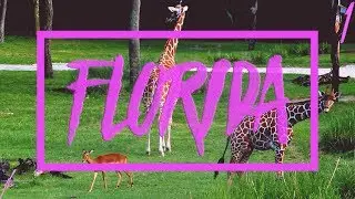 Exploring the Animal Kingdom Lodge, Room Tour/Lodge Tour (Walt Disney World Florida One-June 2017)