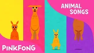 Looby Loo Kangaroo | Kangaroo | Animal Songs | Pinkfong Songs for Children