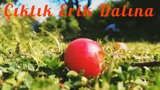 Hobi Bahçesinde Erik Topladık.