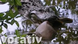 Sharks And Stingrays Are Alligator Lunch