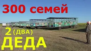 Медосбор качка / Отбор рамок для качки / Пчеловодство.