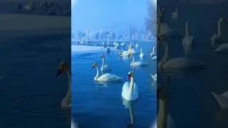 ,, Биз өтөбүз а бирок гүлдөр калат