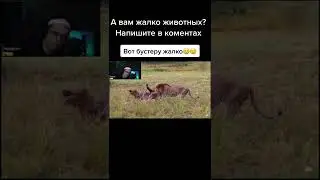 А ВАМ ЖАЛКО ЖИВОТНЫХ ? | БУСТЕР ЛУЧШЕЕ