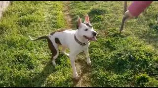 YUKA TIENE ATAXIA CEREBELOSA.