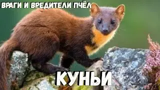 Враги пчёл КУНЬИ