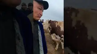 Чирок,чи тумани Кругни Мол Бозори