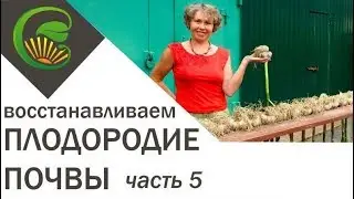 Как я сделала почву плодородной часть 5