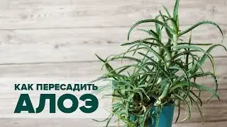 Как пересадить Алоэ - базовые правила