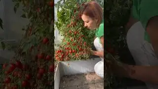 Томат Монпасье с сотнями плодов на кусте  от автора poli_na_malina