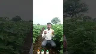 मला शासकीय अनुदानावर मिळाला लिक्विड युरिया आणि डीएपी तुम्हाला मिळाला का?
