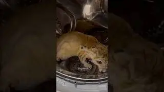 Питомец залез в стиральную машину #shotrs #история