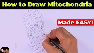 How to Draw Mitochondria Diagram Easily