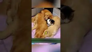 Милая дружба кошки и собачек! 💗
