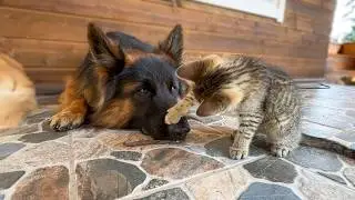 Fearless Kitten Steals German Shepherd's Favorite Toy!