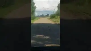 перепелки на дороге
