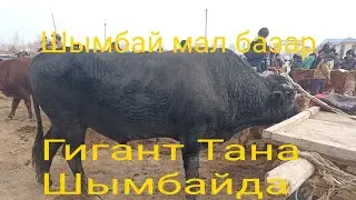 Shimbay mal bazari 27.02.2022/ Шымбай мал базар/Скотный рынок/Шымкент мал базар/