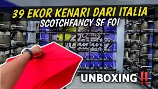 UNBOXING KENARI SF FOI‼️DAPET 39 EKOR RING 24 MASIH MUDA BURUNGNYA