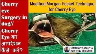 'Cherry eye' surgery by Modified Morgan Pocket Technique in a Shih Tzu dog