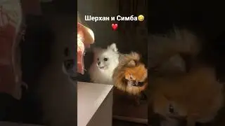 Столкнулись два интереса🙈 