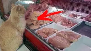 Кот в магазине выпрашивал мясо и куда то уносил, проследив за ним продавщица обомлела...