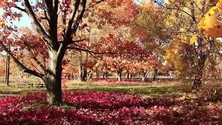 Autumn sounds for relaxing, studying, meditating