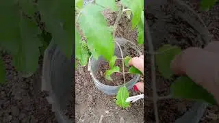 ТОМАТЫ В ОДИН РЯД! ПРОСТО, УДОБНО, ЭФФЕКТИВНО!