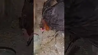 это просто ужас