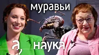 Муравьи: сексуальные эмоции, коллективный мозг, круг смерти, войны и матриархат