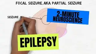 2-Minute Neuroscience: Epilepsy