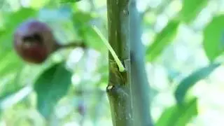 Летние прививки плодовых деревьев