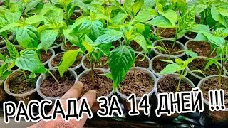 Шикарная рассада перцев под ЛАМПАМИ. Результат за 14 дней. Лучший свет для рассады.