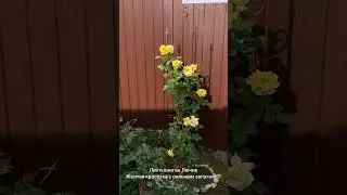 Самые реннецветущие розы нашего сада! Уже в мае начинается красота😻