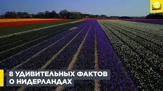 8 удивительных фактов о Нидерландах  | 12+