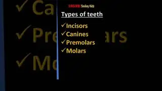 Types of Teeth in Humans 