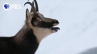 Rival Bucks Fight Over Mate