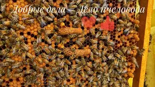Весенние развитие пчёлы замерло и опасность потери всех семей пчел