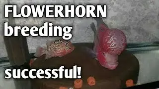 successfully BREED FLOWERHORN | EASY STEPS (tagalog w/ eng sub) hendrix backyard