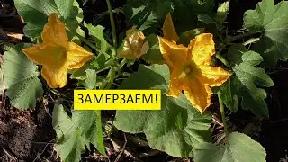 У нас всего 3 градуса! Осматриваю последствия ночного урагана! Обзор огорода 5 июня. Ольга Чернова.