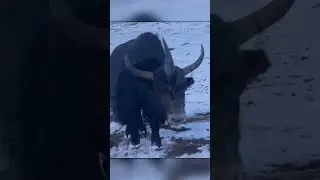 У Этого Яка 3 Рога!