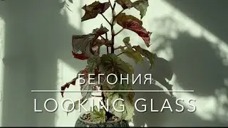 БЕГОНИЯ ‘LOOKING GLASS’ [Краткий Видео Обзор]