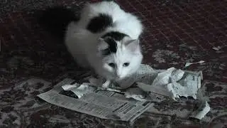 Очень злая кошка