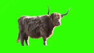 Animal Green Screen Effects: Enhance Your Videos with a Variety of Creatures