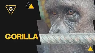 very SMART GORILLA