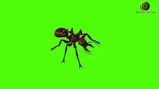 Fire Ant Green Screen HD